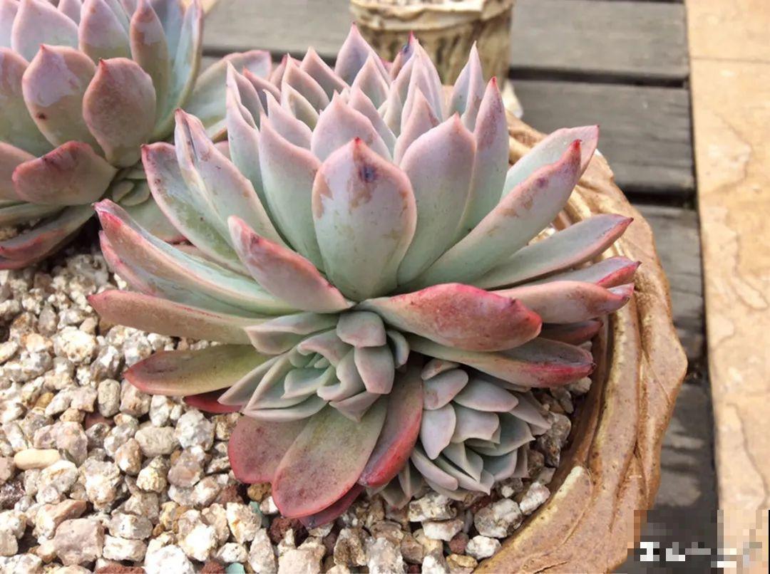 多肉要是养好了，精致得像艺术品，光看就很满足了