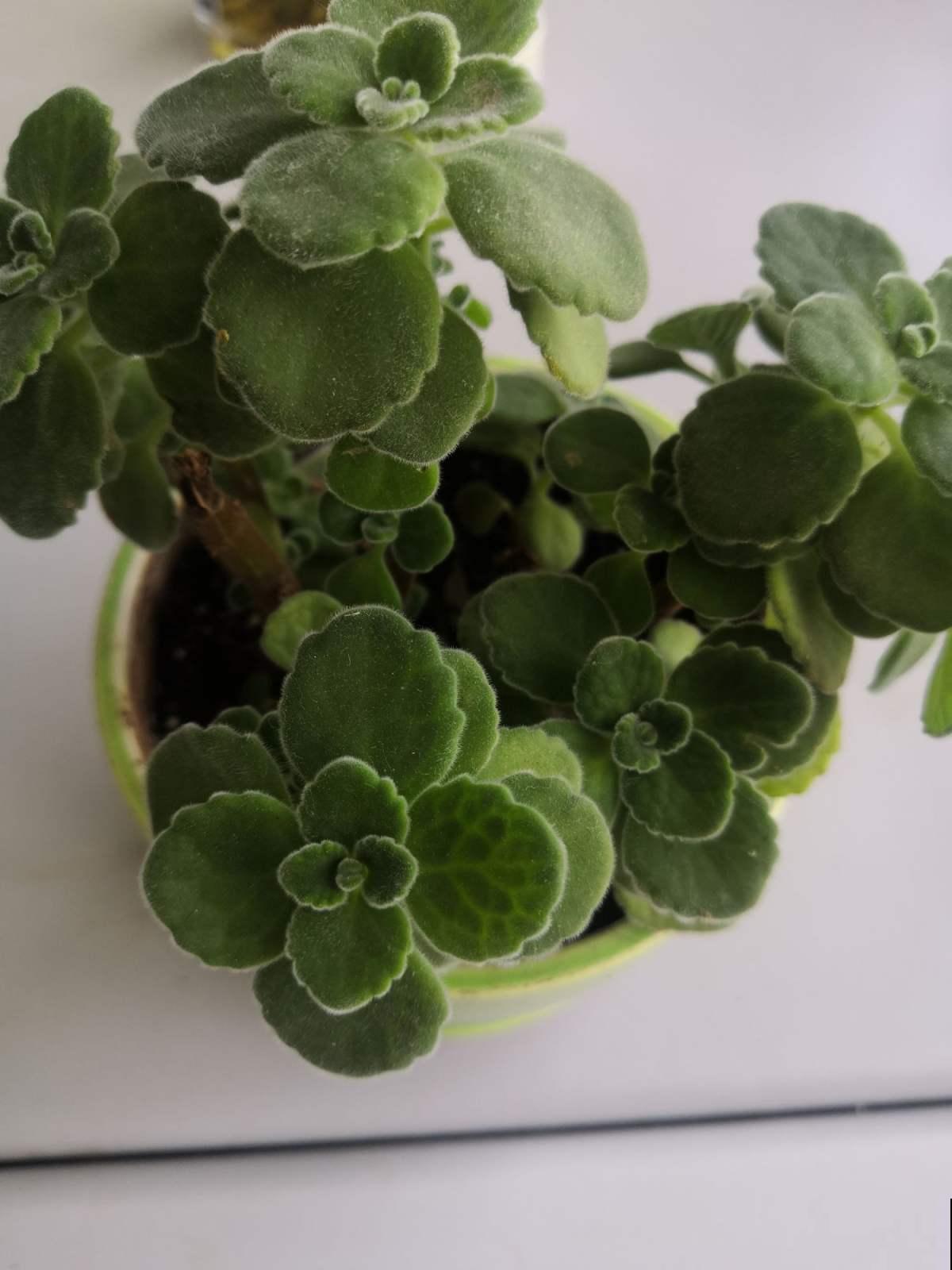 家里碰碰香没味道？那是这4点没做好，不然香飘满屋！