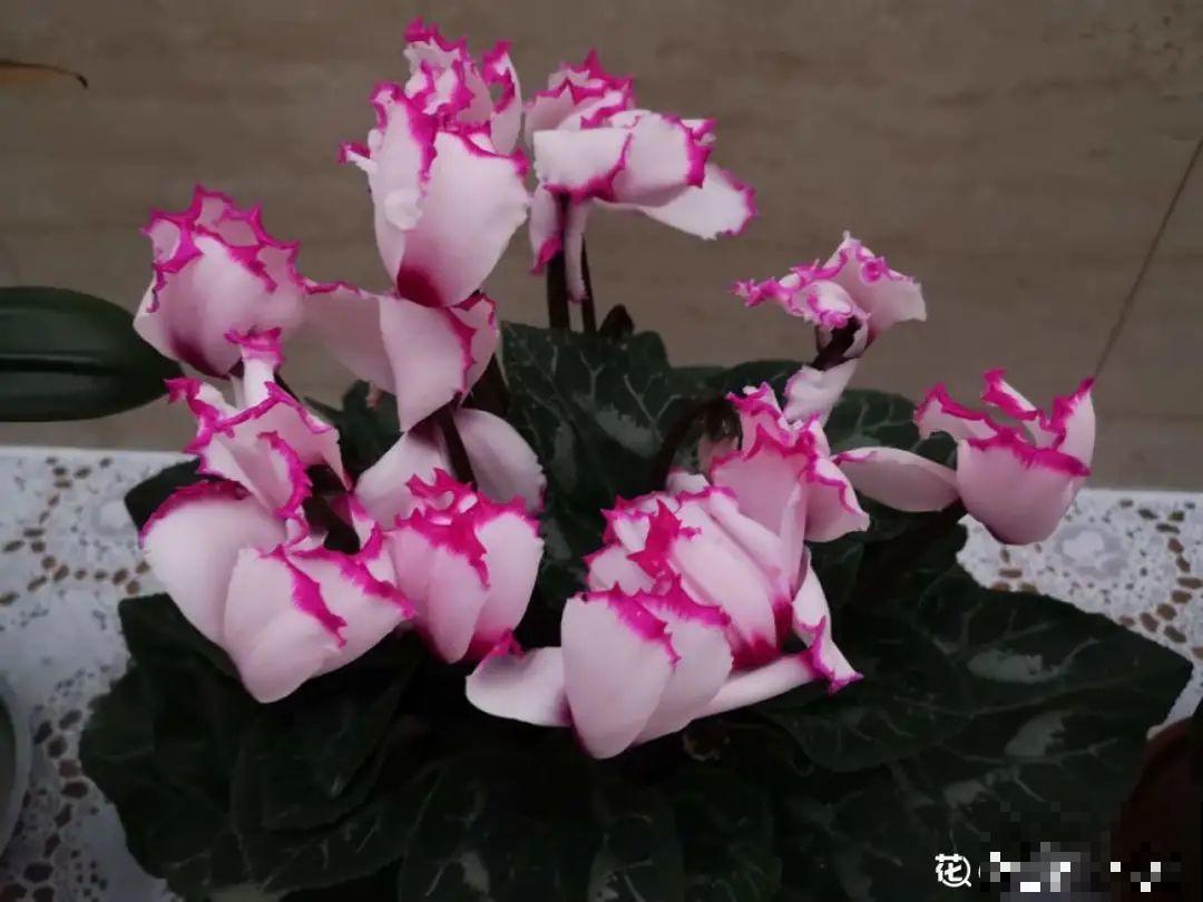 冬天干燥静电多，养这几盆花，增湿加氧很天然！