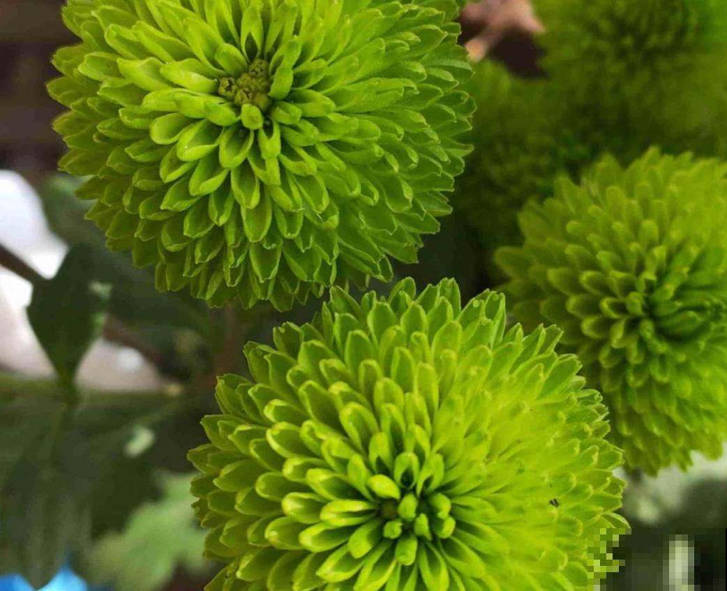 乒乓菊花型像个球，新鲜有意思，种上一盆人人夸！