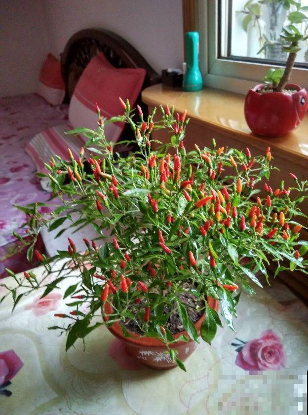 辣椒要选对，4种辣椒特香，越吃越想吃