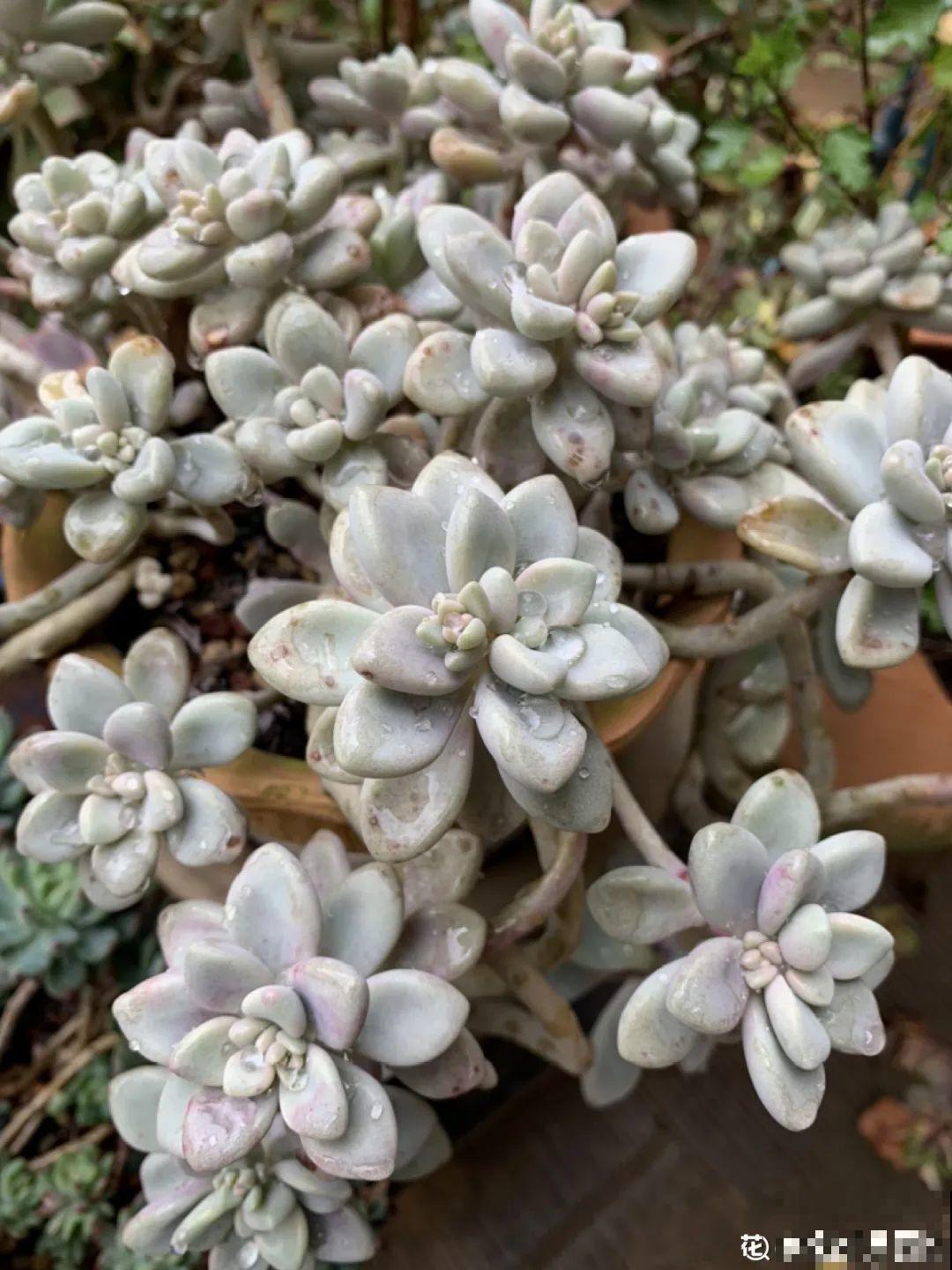 多肉老桩有多美，看着像是艺术品，造型超美