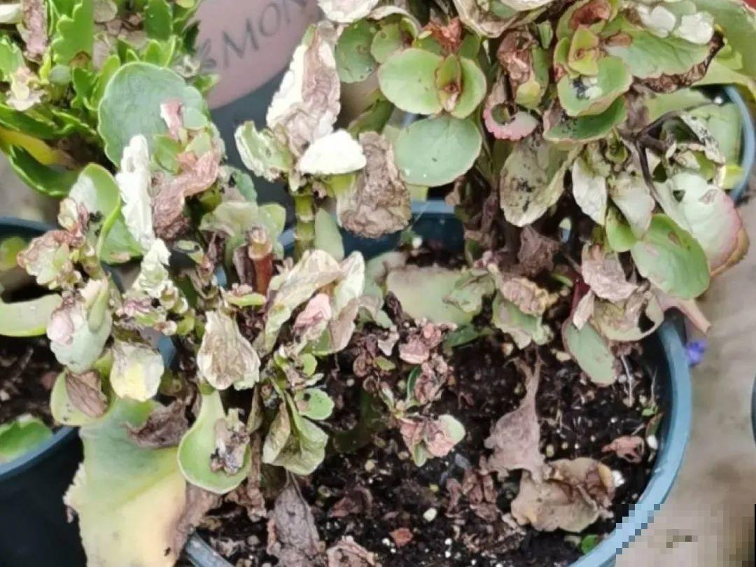 惊蛰之后，小虫乱飞，教你16种杀虫方法