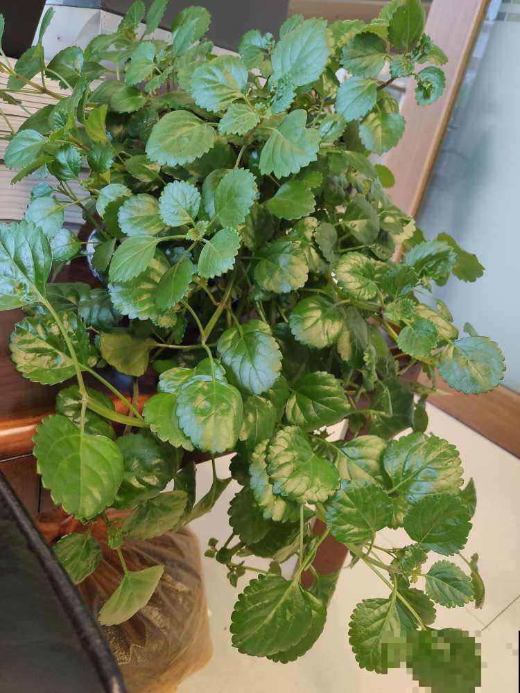 4种花养在卫生间,耐阴好养活,香味清新四溢 4种花养在卫生间,耐阴好养活,香味清新四溢