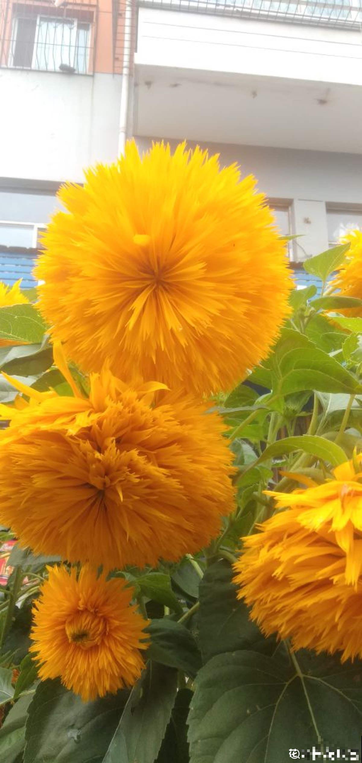 1种花像个“笼子”，还能吃虫子，越看越想笑