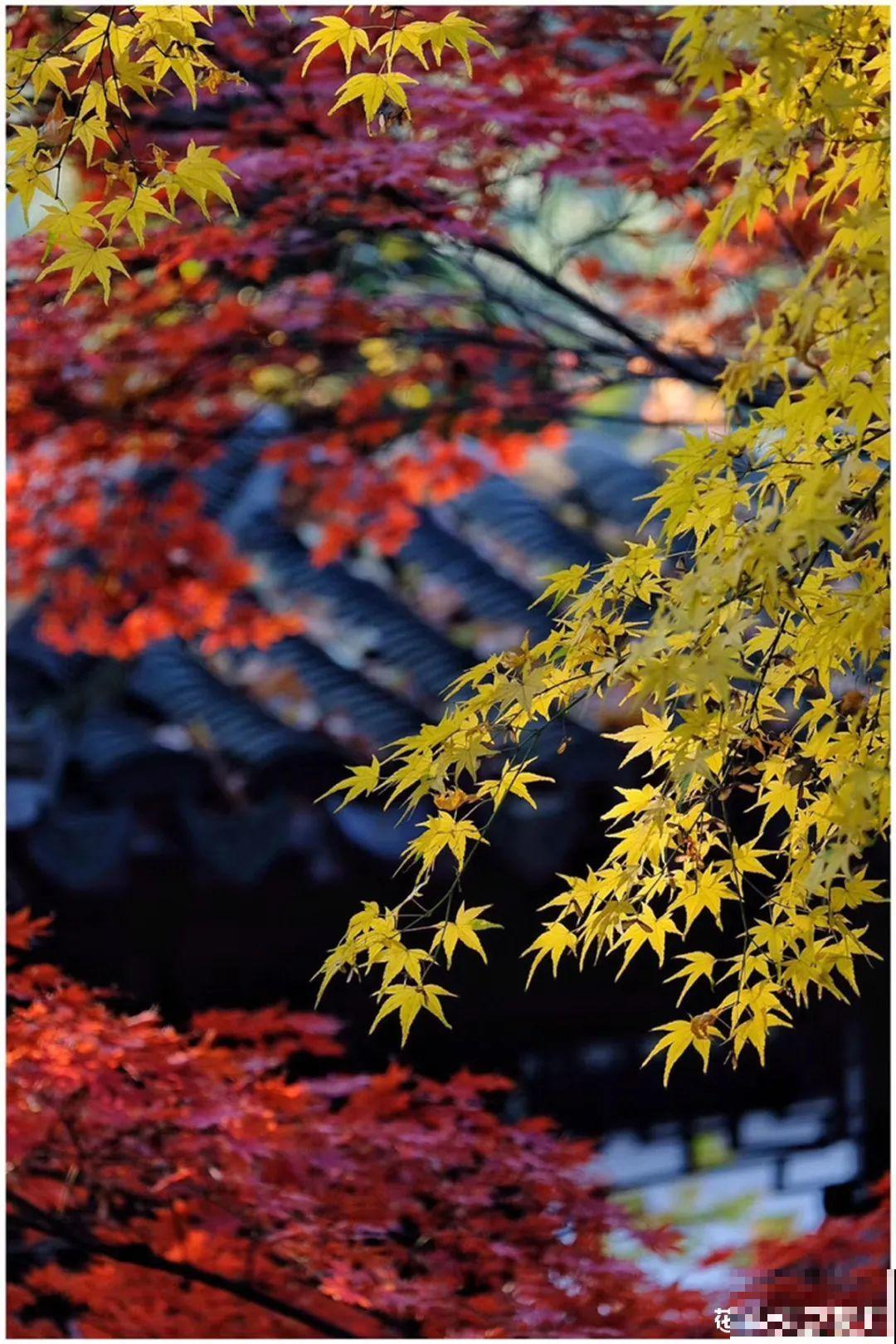 梦想有个院子，养花弄草，过舒心日子！