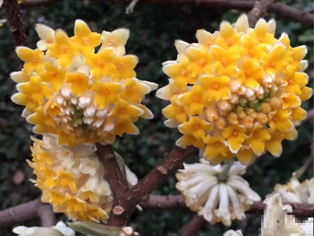 冬天的香水花，养1盆满屋子飘香，千万不要放卧室