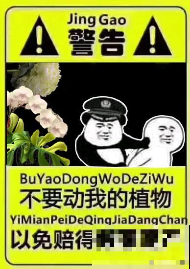 千万不要动我的花,以免赔的倾家荡产! 千万不要动我的花,以免赔的倾家荡产!