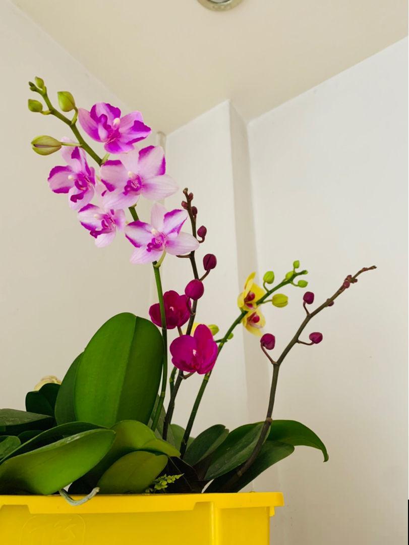 3种花天生“娇气”，冬天难养好，室内条件不好就别养