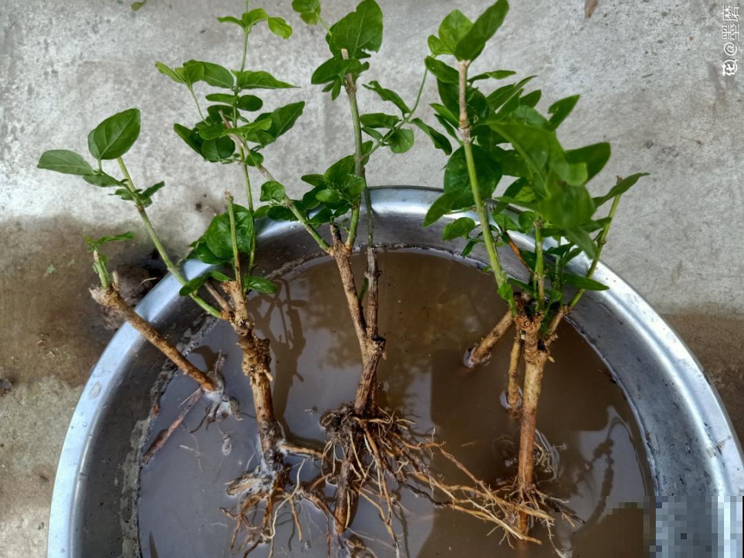 换盆也有限制，正在开花的植物不能换，不然花容易死