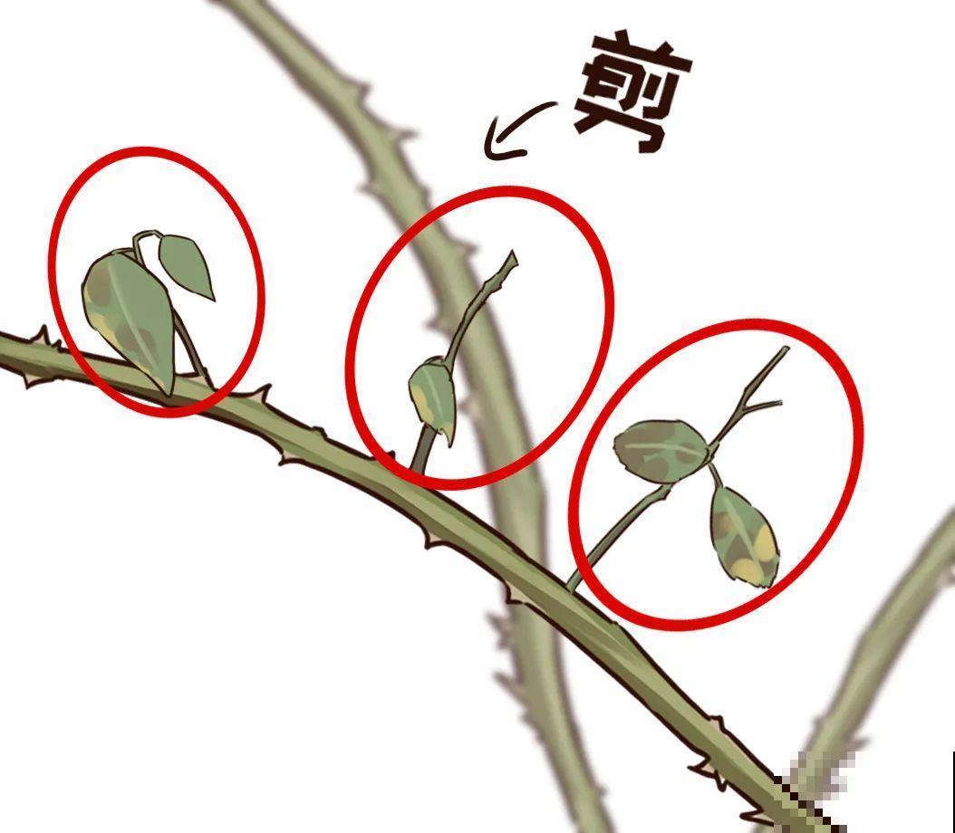 7种花，现在绝对不能剪，剪了一年不开花！