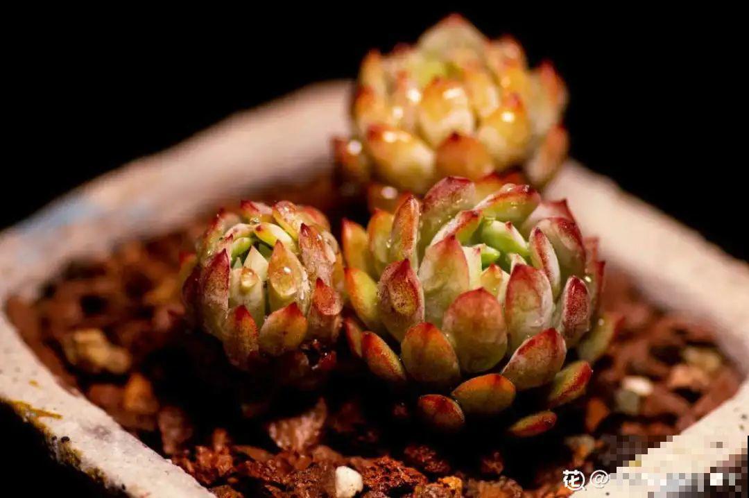 多肉一开花,颜值瞬间高八度,太美了! 多肉一开花,颜值瞬间高八度,太美了!