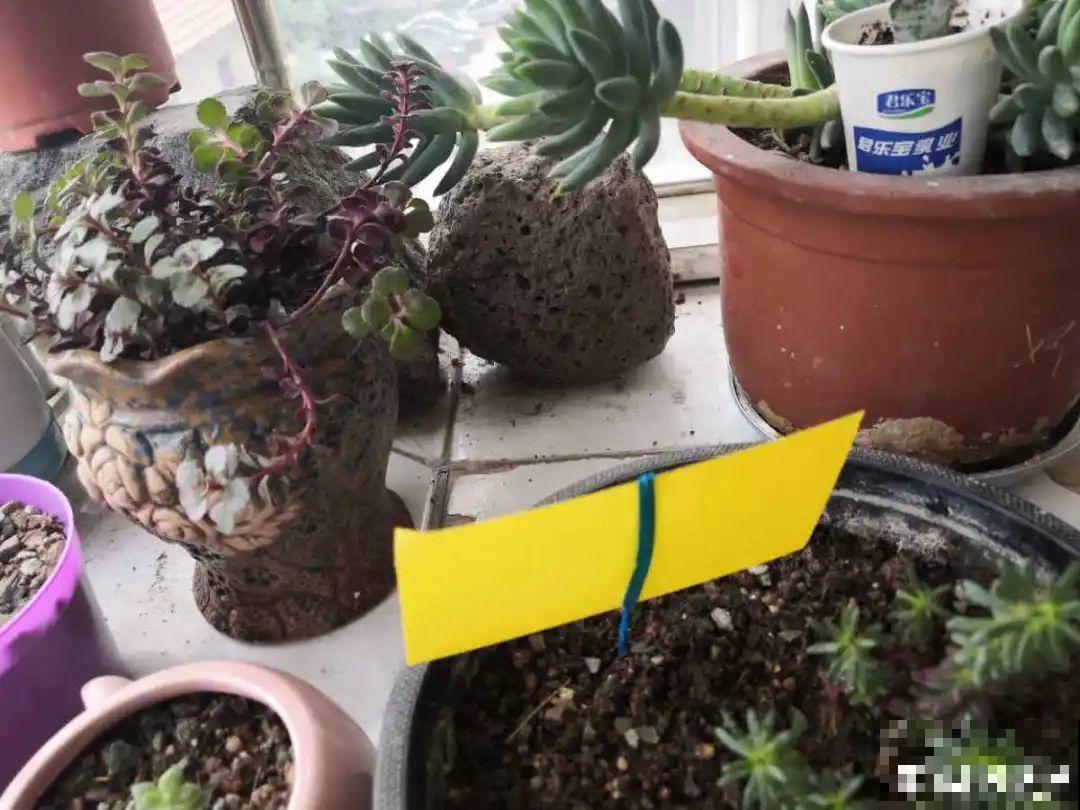 惊蛰之后，小虫乱飞，教你16种杀虫方法