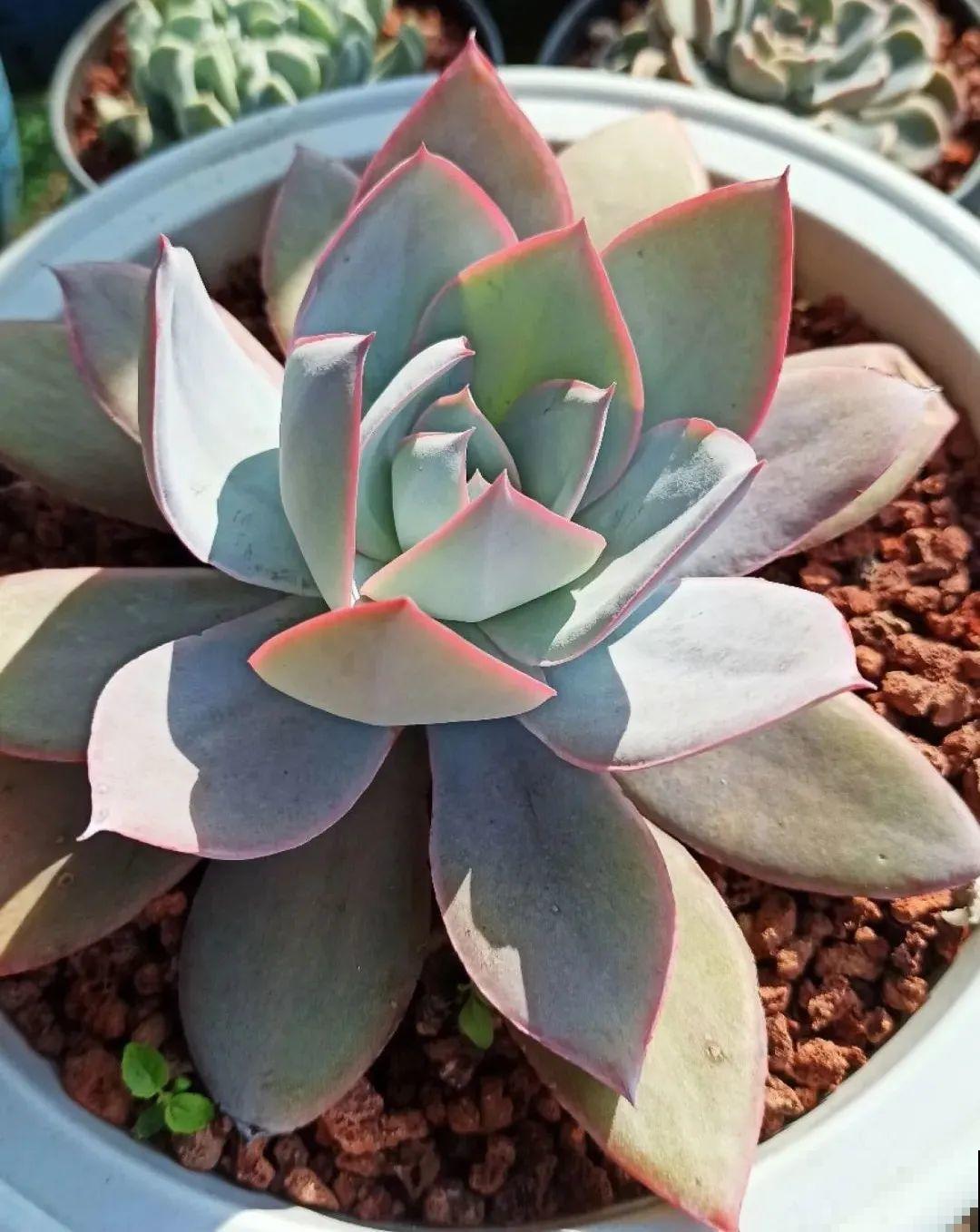 多肉养在大盆里,就是豪横霸气,棵棵大得像白菜 多肉养在大盆里,就是豪横霸气,棵棵大得像白菜