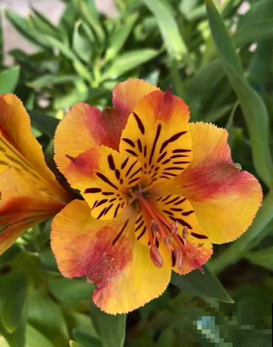 六出花典雅又大方，在家养护，只需要做好这几点！