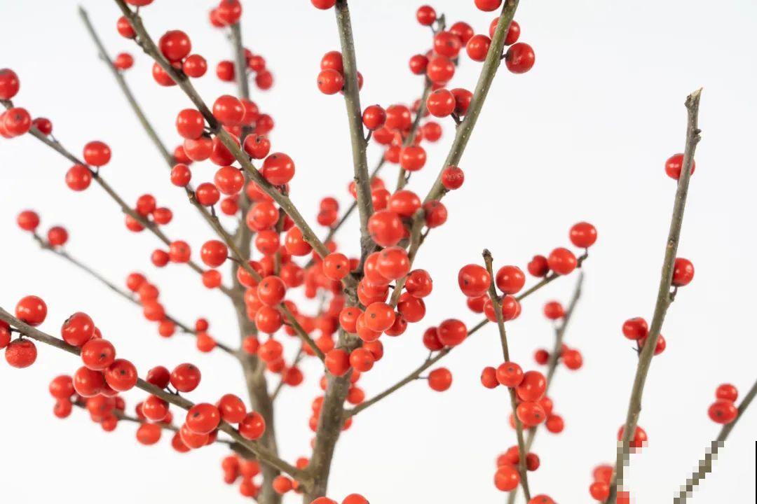 红红火火的过年花,开花特热闹,过年必备! 红红火火的过年花,开花特热闹,过年必备!