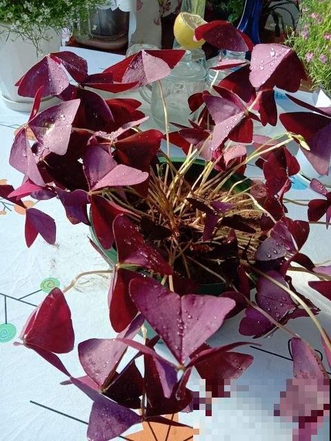 3种花吊起来养，爆盆更容易，阳台也能变成花园