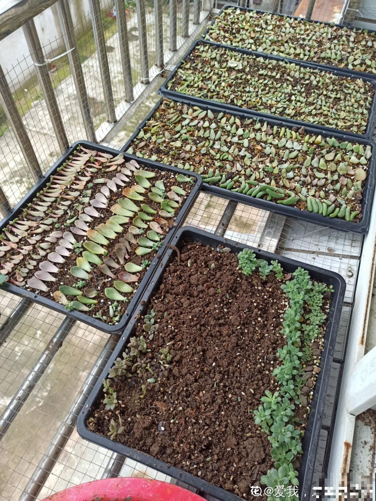 她养了上千棵多肉，排列得整整齐齐，妥妥的强迫症福音！