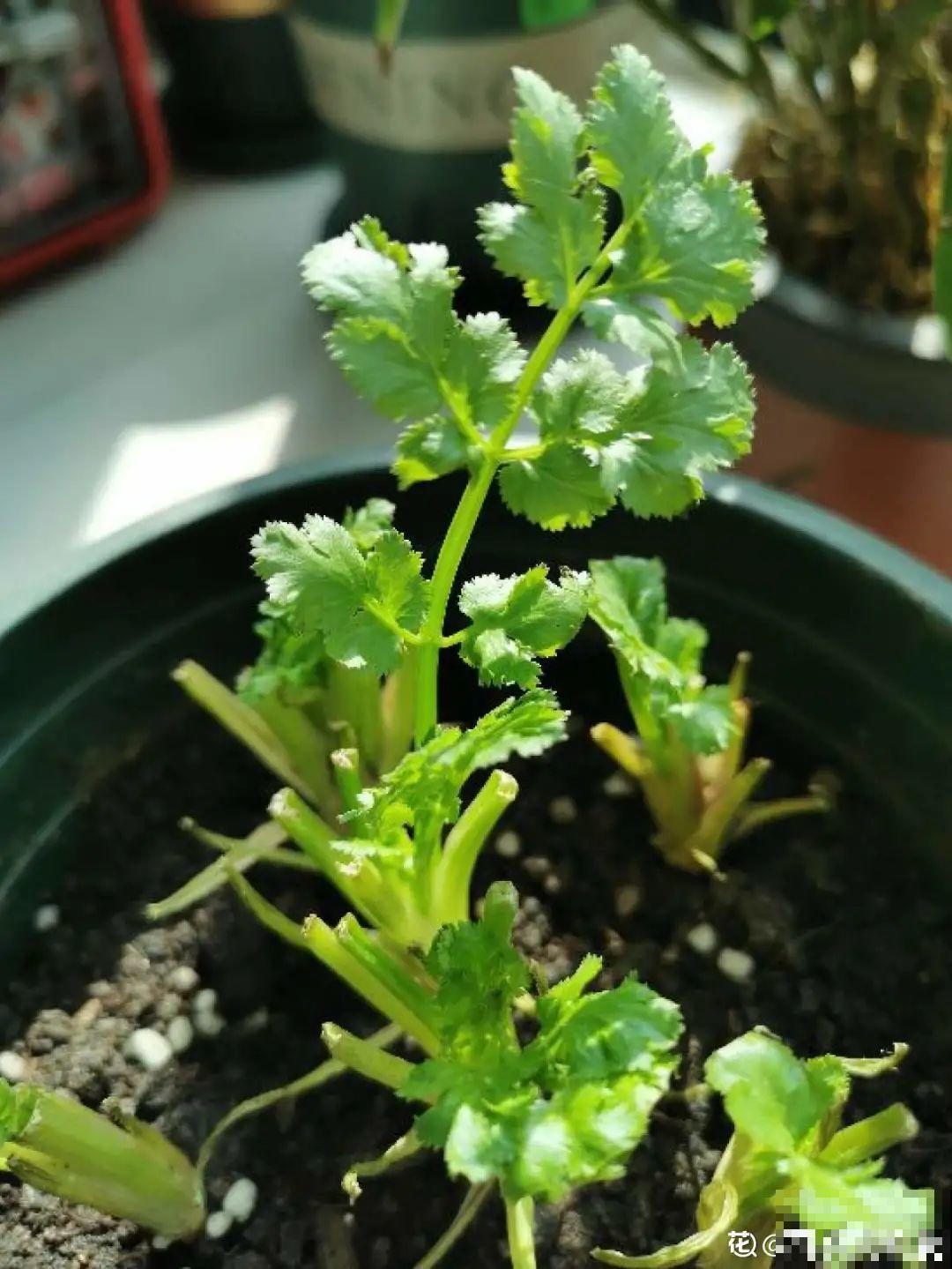 吃完的菜根切下来，埋土里就冒芽，以后不用买菜了！