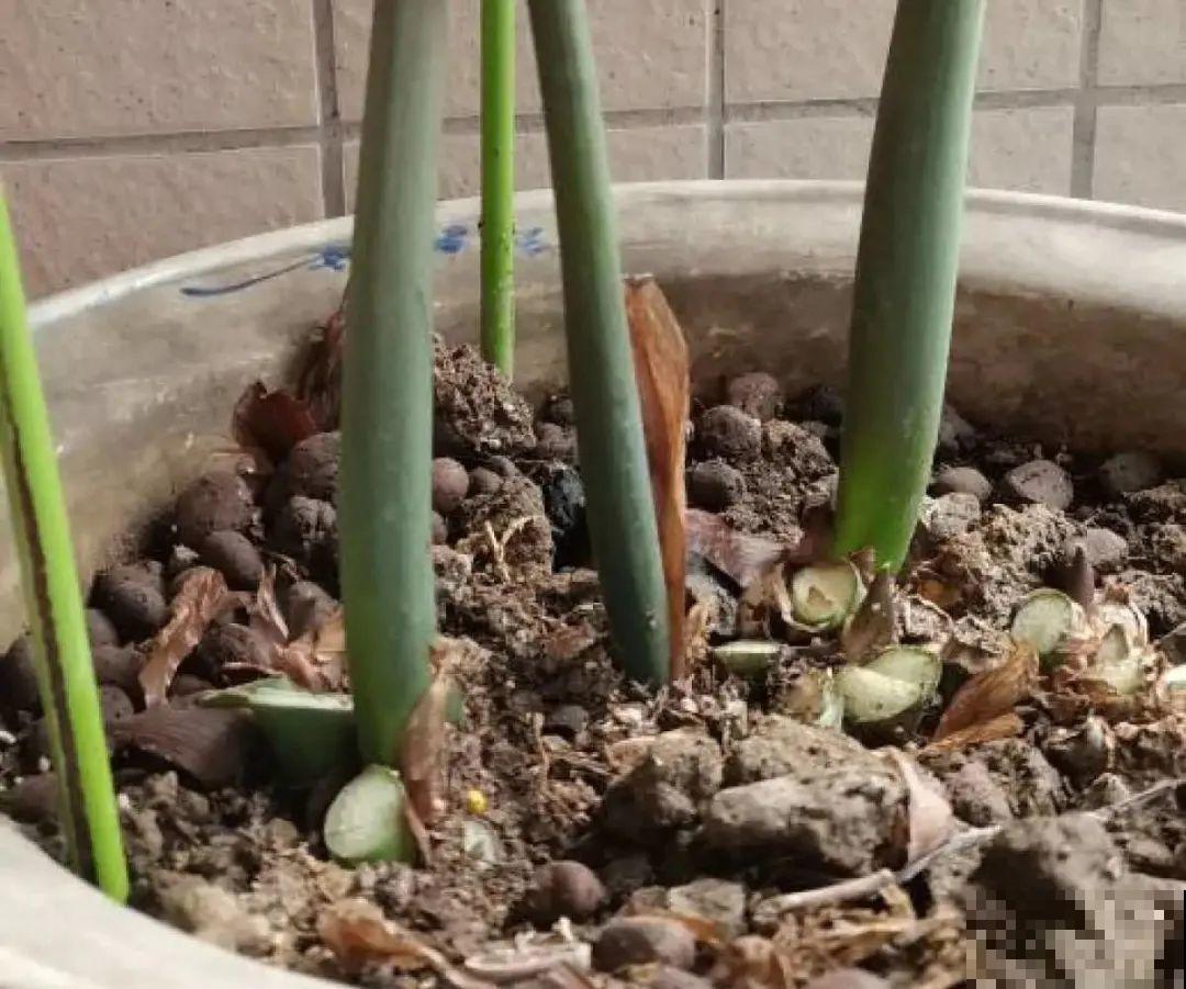 虎皮兰扒层土，嗖嗖冒芽，长得特旺