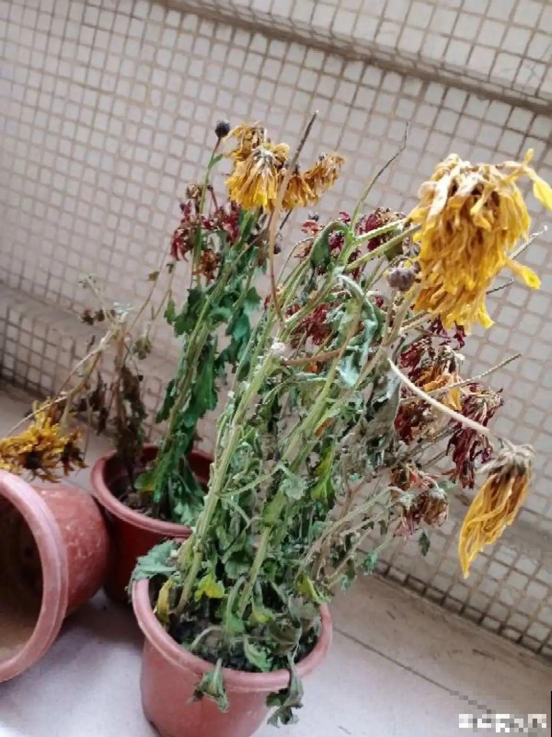 路边别人丢的大花盆，看着眼馋，好想捡回家