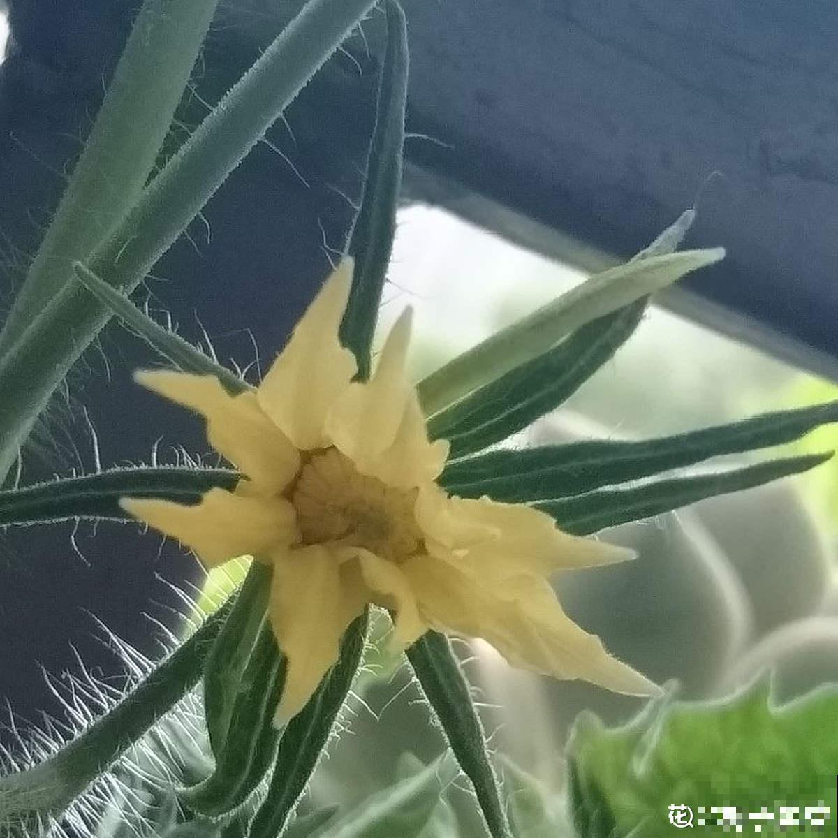 小时候常见的蔬菜花，城里少见，现在的孩子都不认识了！