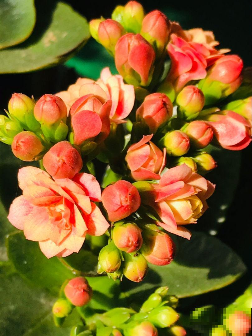 多肉盆面的彩色石子,竟然有这么多用处,幸亏没丢掉 多肉盆面的彩色石子,竟然有这么多用处,幸亏没丢掉