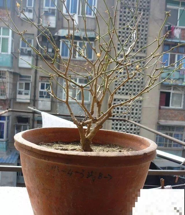 3月是给花剃头的好时机,现在狠心剪,下月就开花 3月是给花剃头的好时机,现在狠心剪,下月就开花