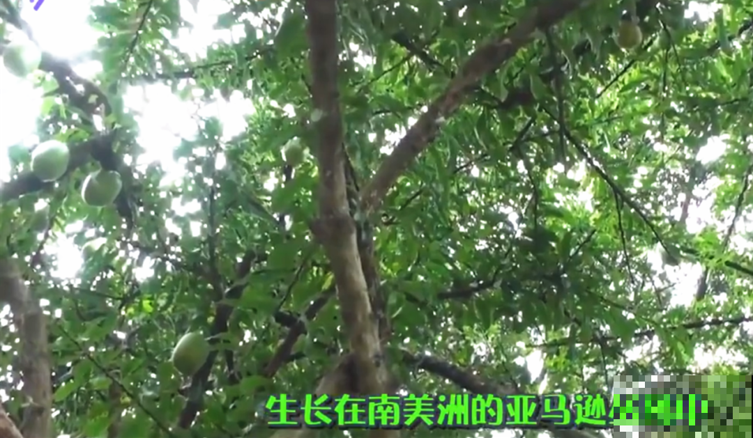 听说有的花能吃人,听着都害怕,是真的吗? 听说有的花能吃人,听着都害怕,是真的吗?