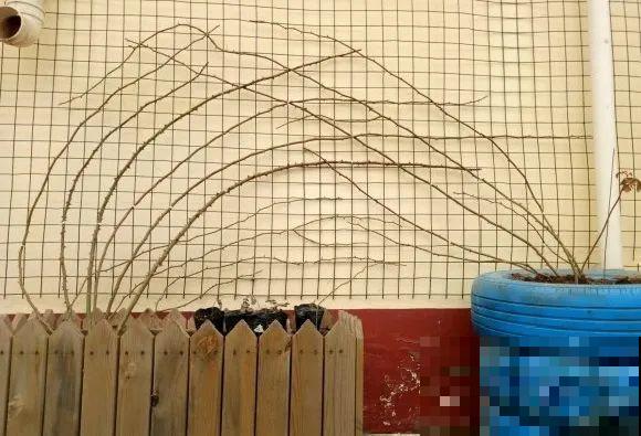 月季12个月计划表，按照这个养，大花墙不是梦！