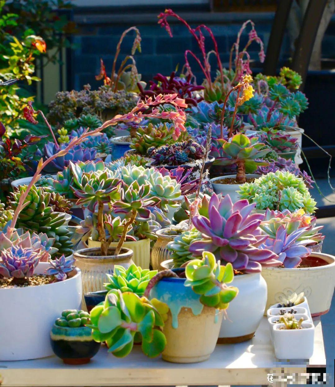 梦想有个院子，养花弄草，过舒心日子！