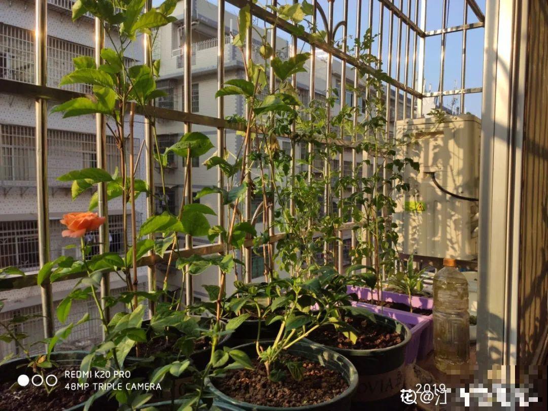 管住手！这几样事少做，花才能安稳过冬！