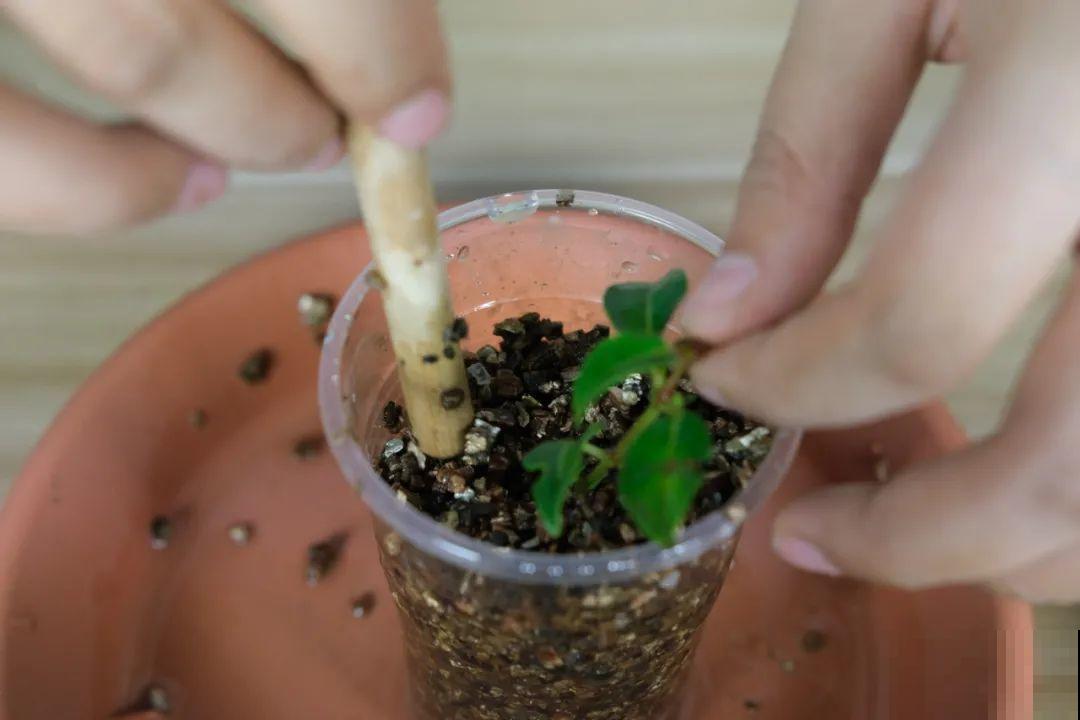 现在扦插超好活，剪根枝，捂3天，冒出狗牙根！