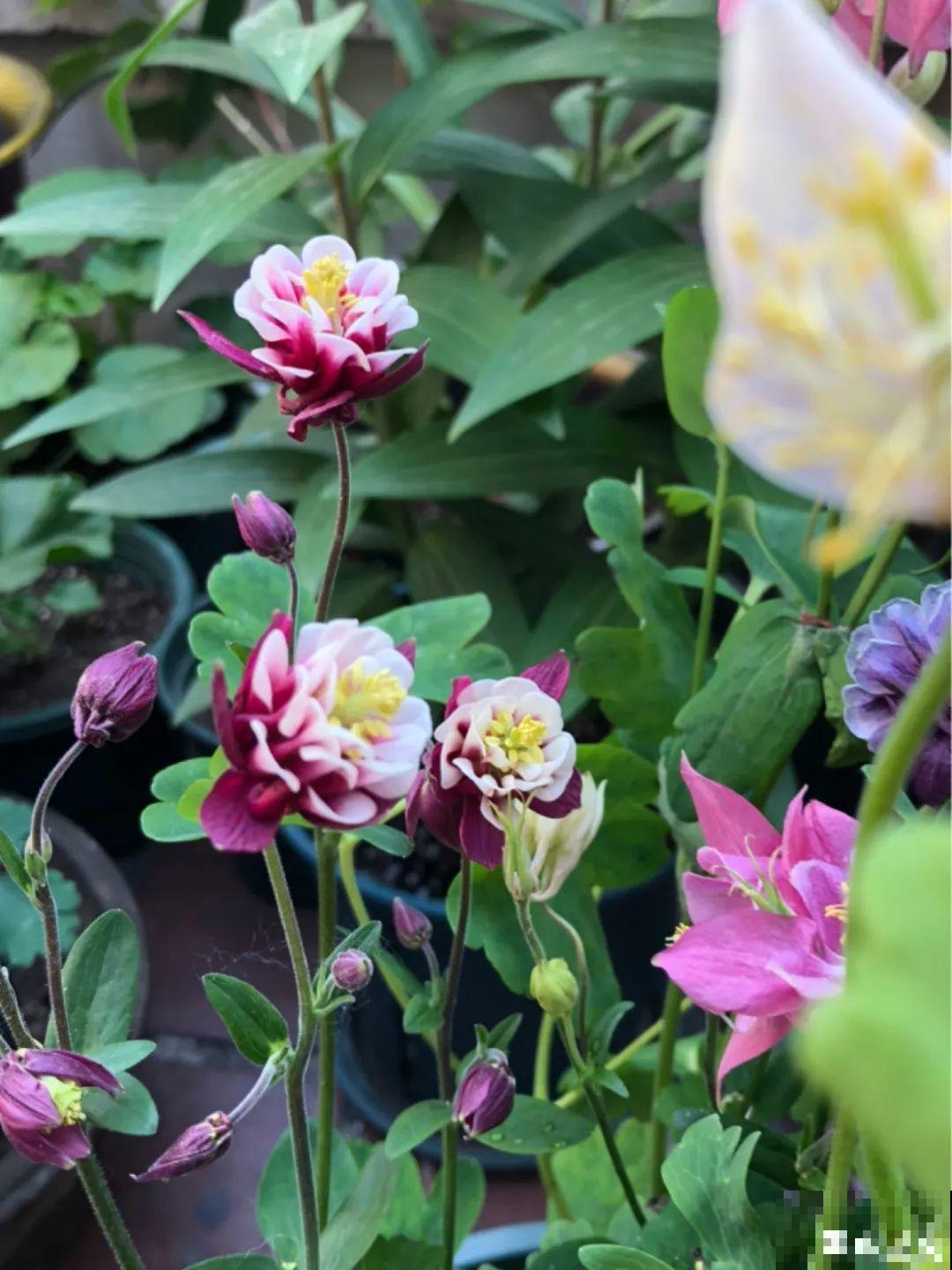 有些花名字太奇葩，叫出口太尴尬，开花却很美