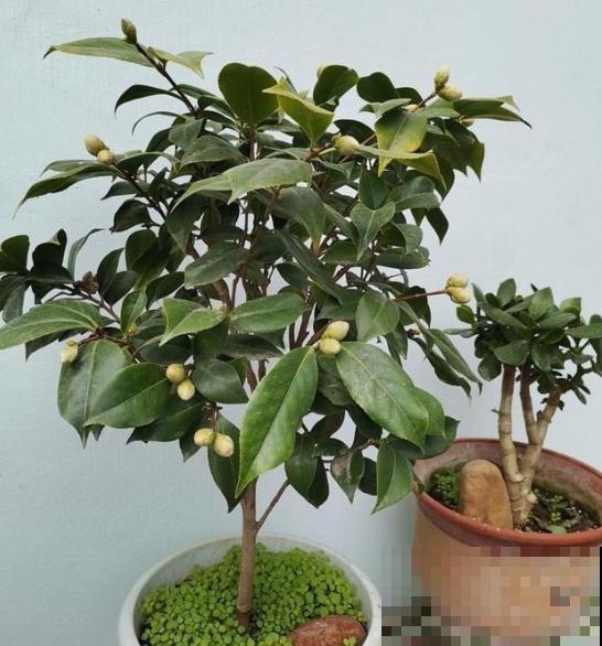 家里的植物发出这几种“信号”,千万别忽视,不然小心烂完! 家里的植物发出这几种“信号”,千万别忽视,不然小心烂完!