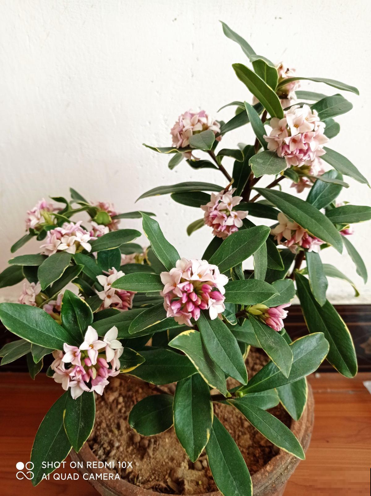 2月底该修剪了，剪得越“狠”植物越旺盛，爆芽更多