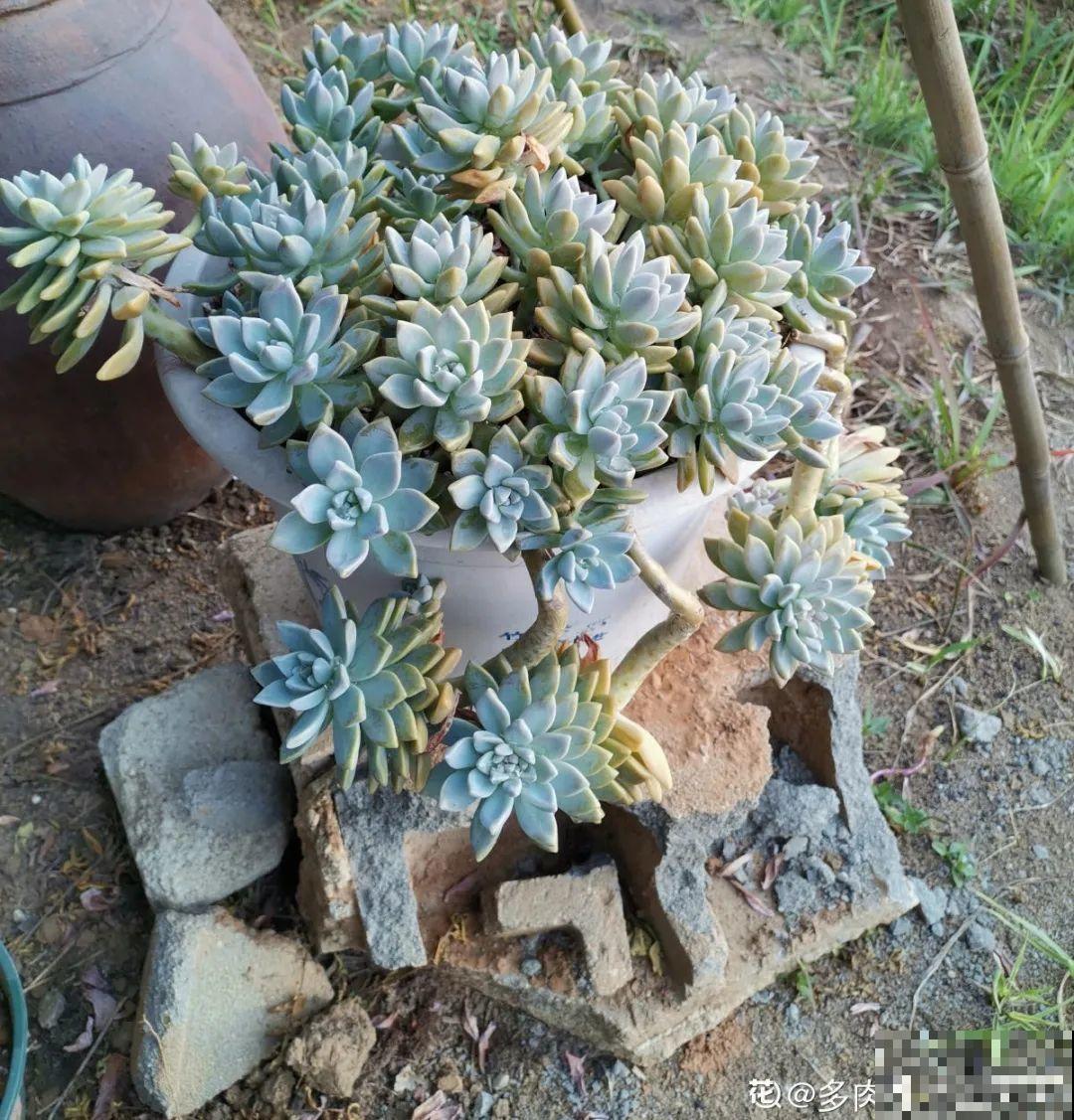 自然生长的多肉，叶子肥嘟嘟，壮得像大白菜