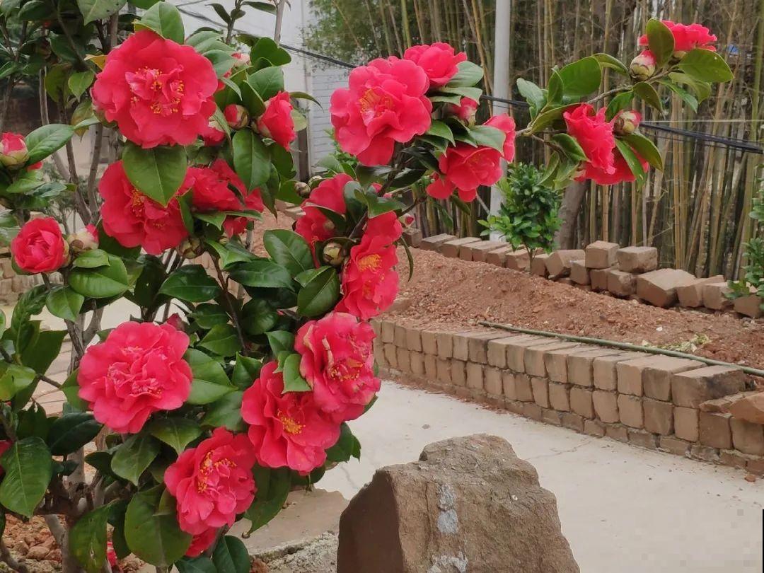 家里有这9种花,一定要冻一个月,才能开花更好看 家里有这9种花,一定要冻一个月,才能开花更好看