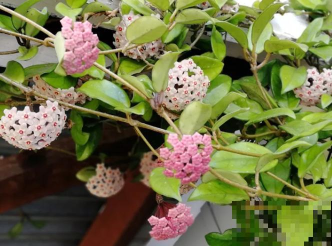 养护球兰有诀窍，做好4个要点，盆盆开满小花球！