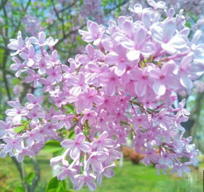 手把手教你养丁香，花开的时候美成一片，太值了！