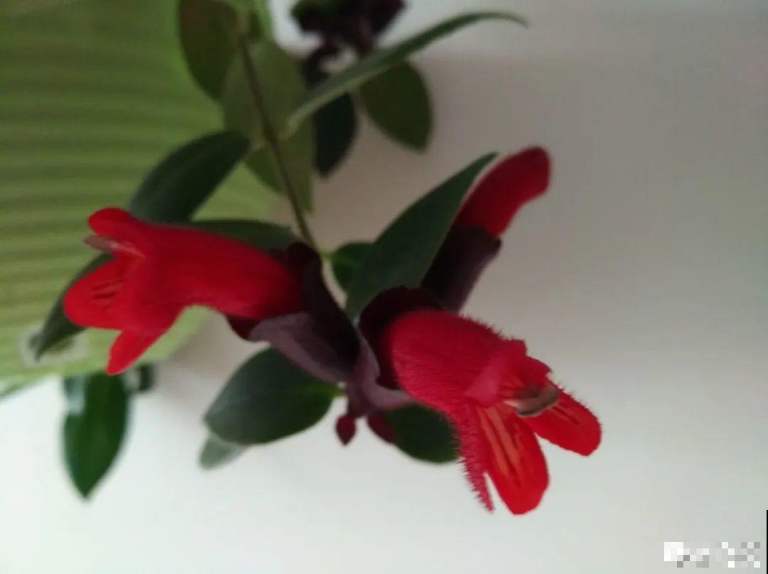 红红火火的过年花,开花特热闹,过年必备! 红红火火的过年花,开花特热闹,过年必备!