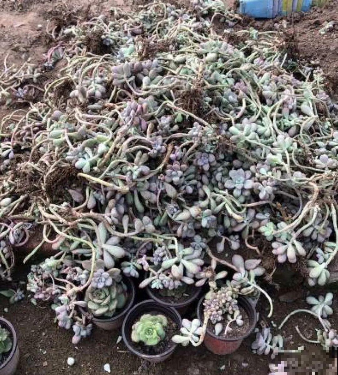 路边别人丢的大花盆，看着眼馋，好想捡回家