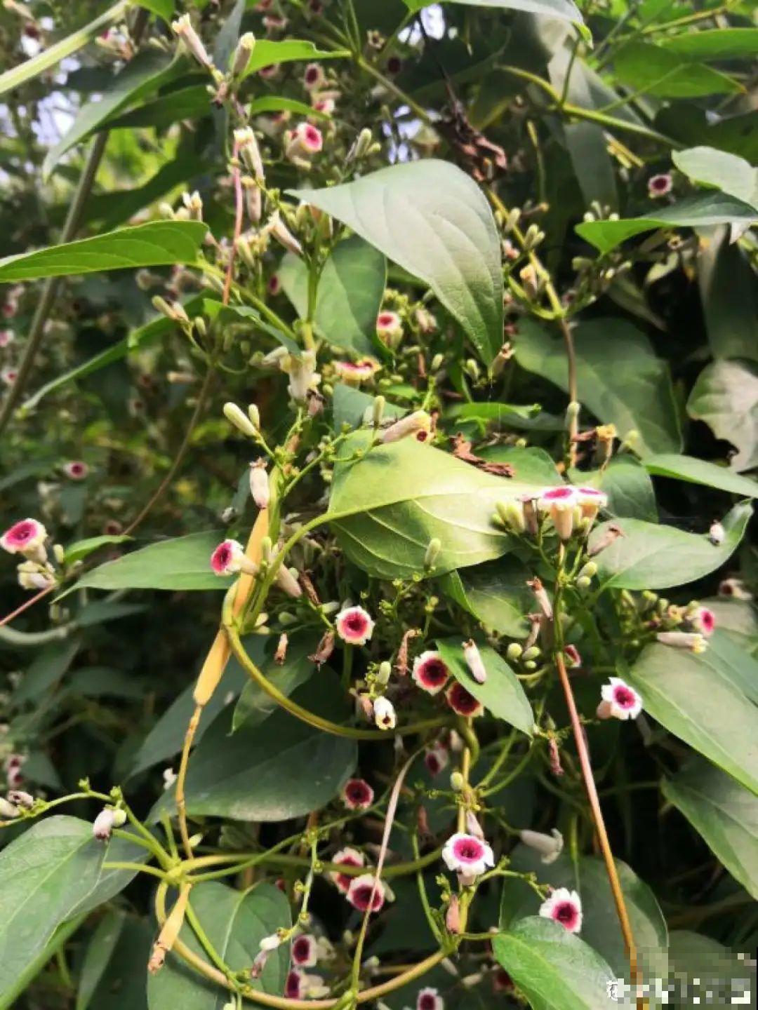 有些花名字太奇葩，叫出口太尴尬，开花却很美