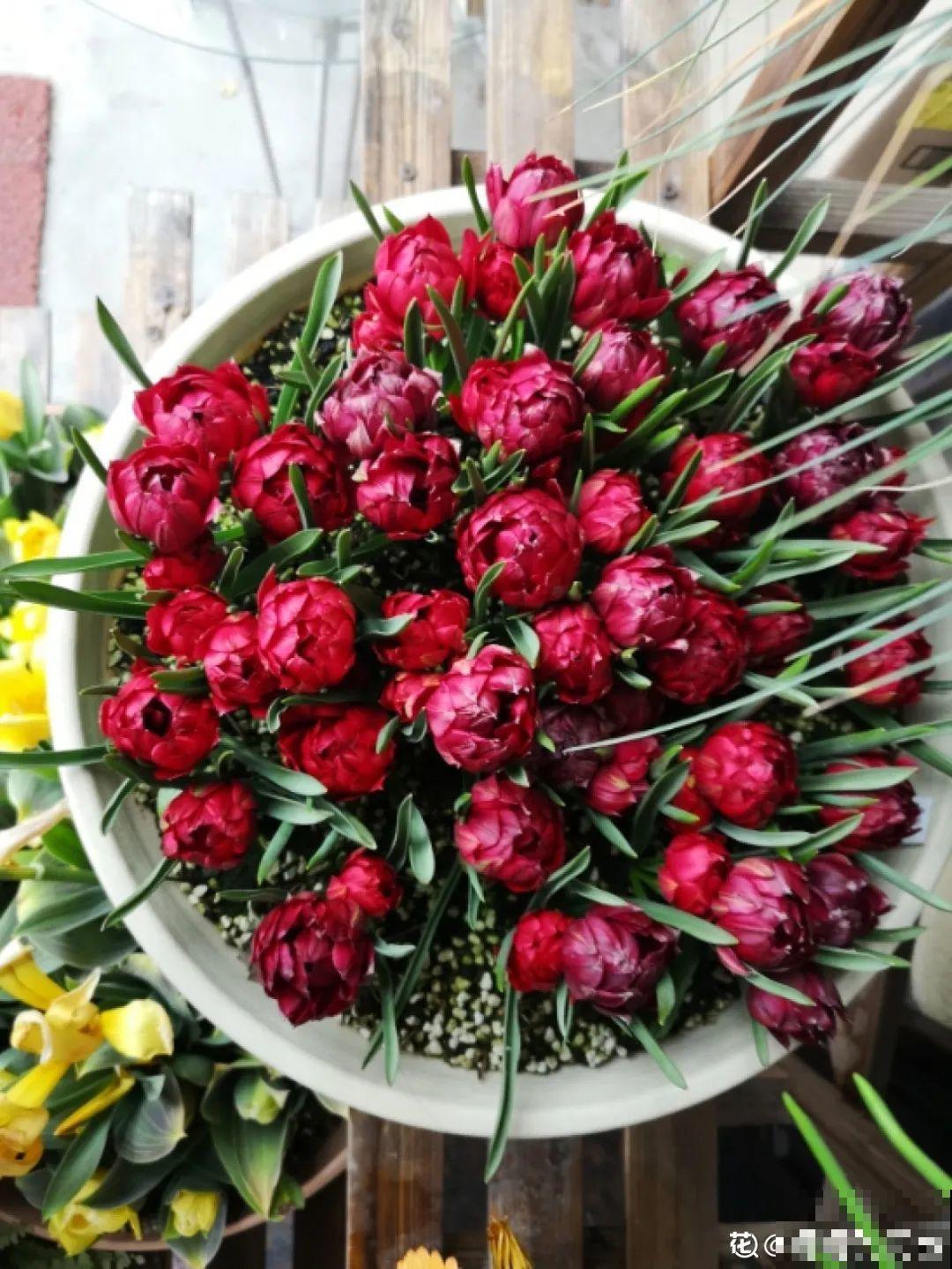 上万块的蟹爪兰，开花像烟花，养过的人不多