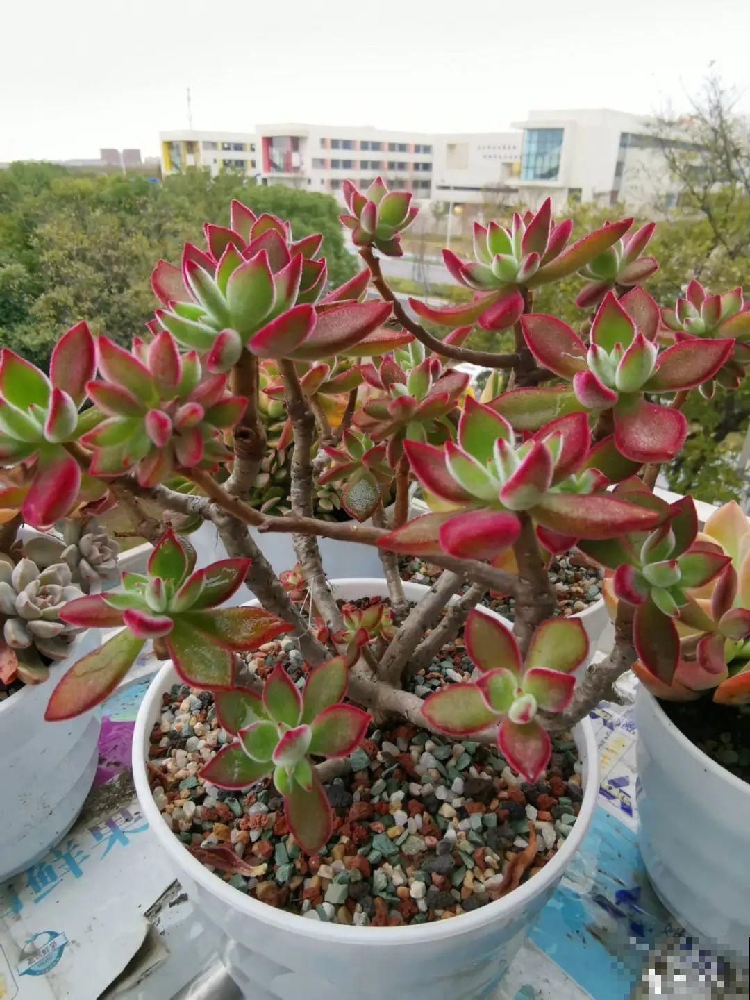 快过年了，肉崽子们都红火起来，陪我一起过节！