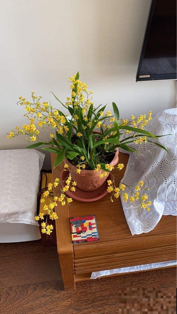 北阳台也能养的花，家里没光照样开花，超适合冬天