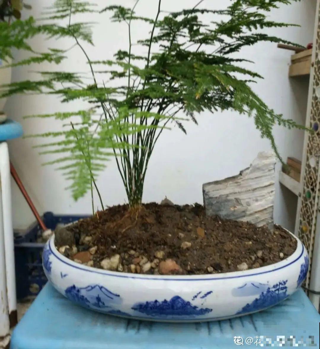 虎皮兰扒层土，嗖嗖冒芽，长得特旺