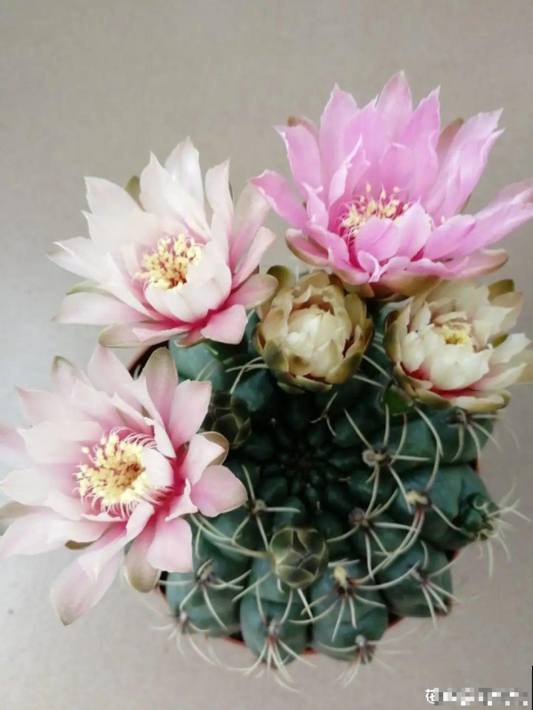 超级耐旱花，整个冬天不浇水，还能胖一圈！