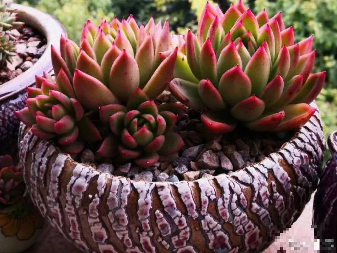 寒潮过后,多肉美出天际,颜色鲜艳明亮,真馋人! 寒潮过后,多肉美出天际,颜色鲜艳明亮,真馋人!