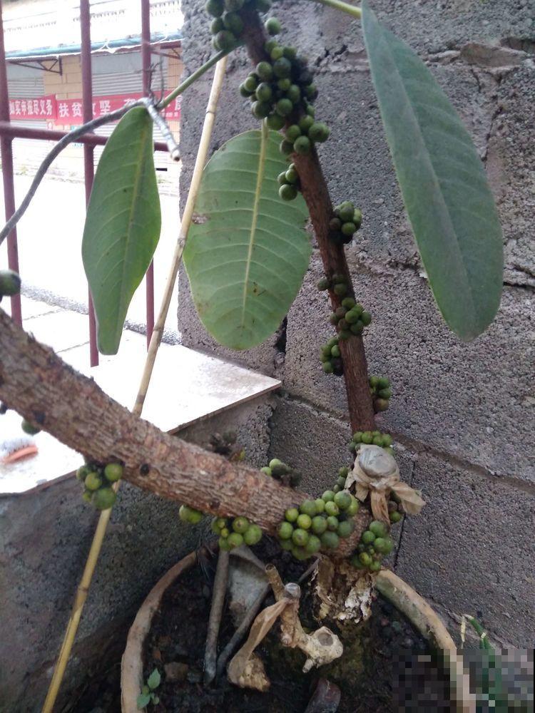 橡皮树突然开花，一定是有好兆头！